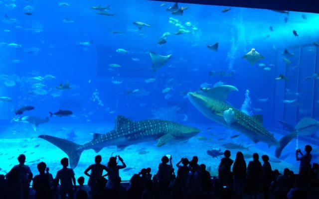 沖縄旅行での「子供の日」は、家族で美ら海水族館へ！