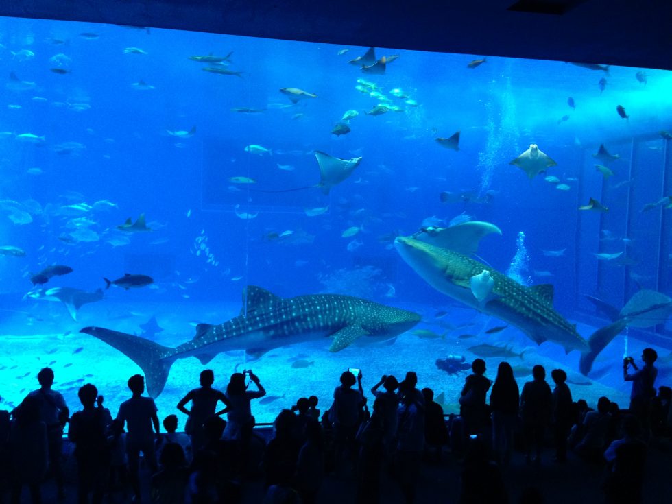 沖縄旅行での「子供の日」は、家族で美ら海水族館へ！