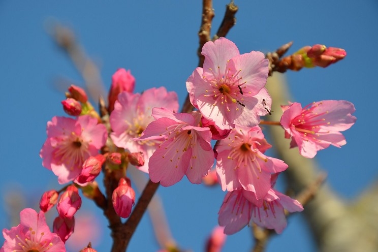 日本一早い桜祭り