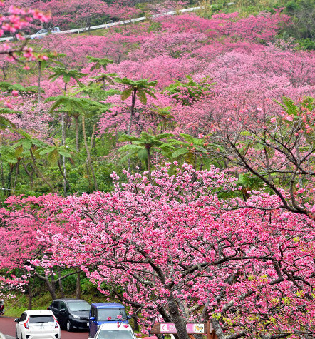 琉球桜～寒緋桜～